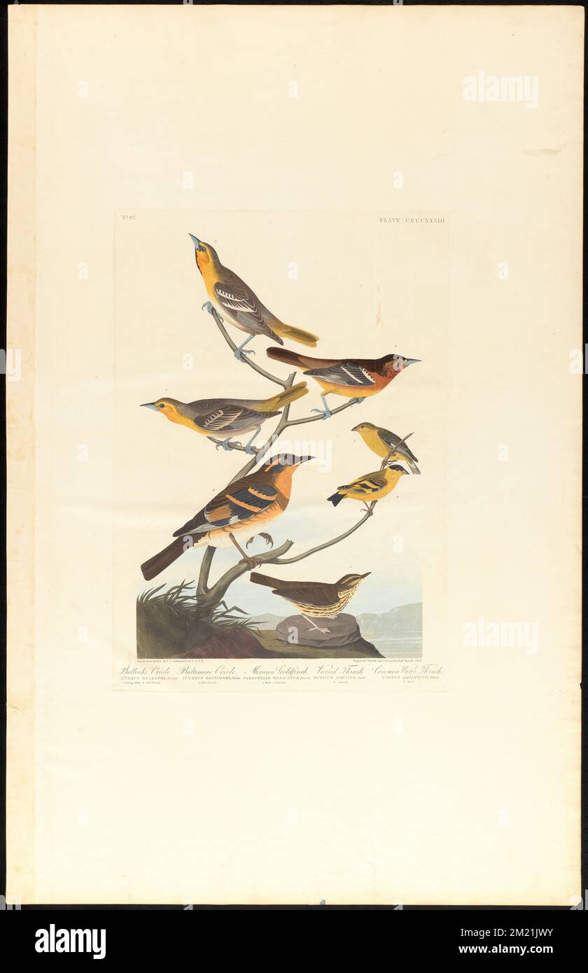 Bullock's oriole. Baltimore oriole. Mexican goldfinch. Varied thrush. Common water thrush : Icterus bullockii, Swains. 1. Young male. 2. Old female. Icterus baltimore, Bonap. 3. Old female. Carduelis mexicanus, Swains. 4. Male. 5. Female. Turdus nœvius, Lath. 6. Female. Turdus aquaticus, Wilson. 7. Male. c.1 v.4 plate 433 , Finches, Birds, Goldfinches, Northern oriole, Northern waterthrush, Turdidae. The Birds of America- From Original Drawings by John James Audubon Stock Photo