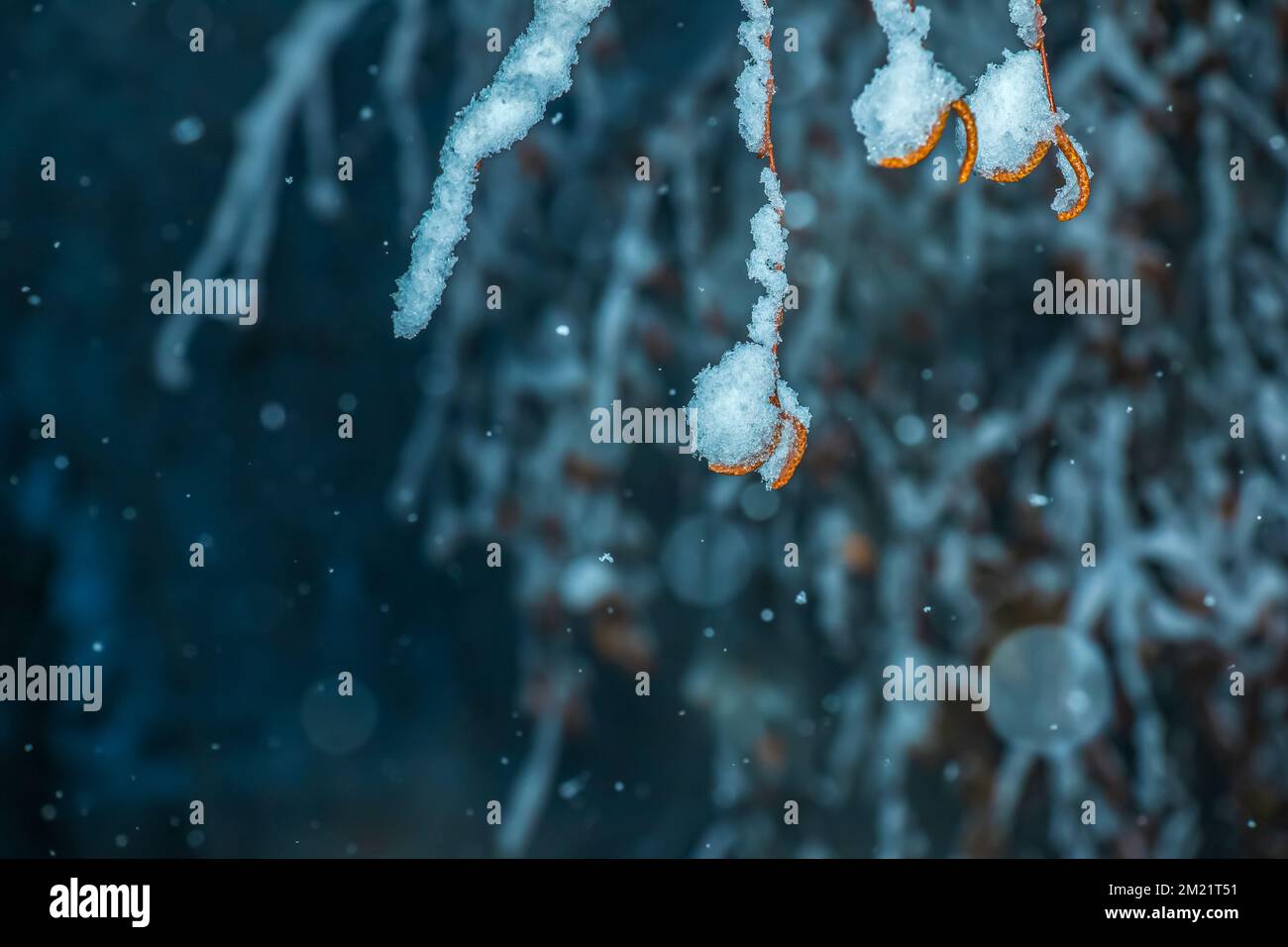 Yellow leaves and catkins of birch tree covered first snow. Winter or late autumn scene, beautiful nature frozen leaf on blur background, it is snowin Stock Photo