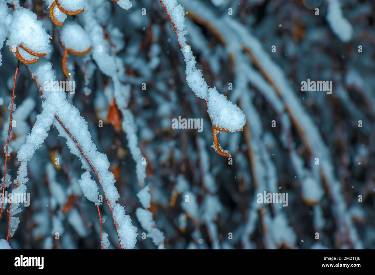 Yellow leaves and catkins of birch tree covered first snow. Winter or late autumn scene, beautiful nature frozen leaf on blur background, it is snowin Stock Photo