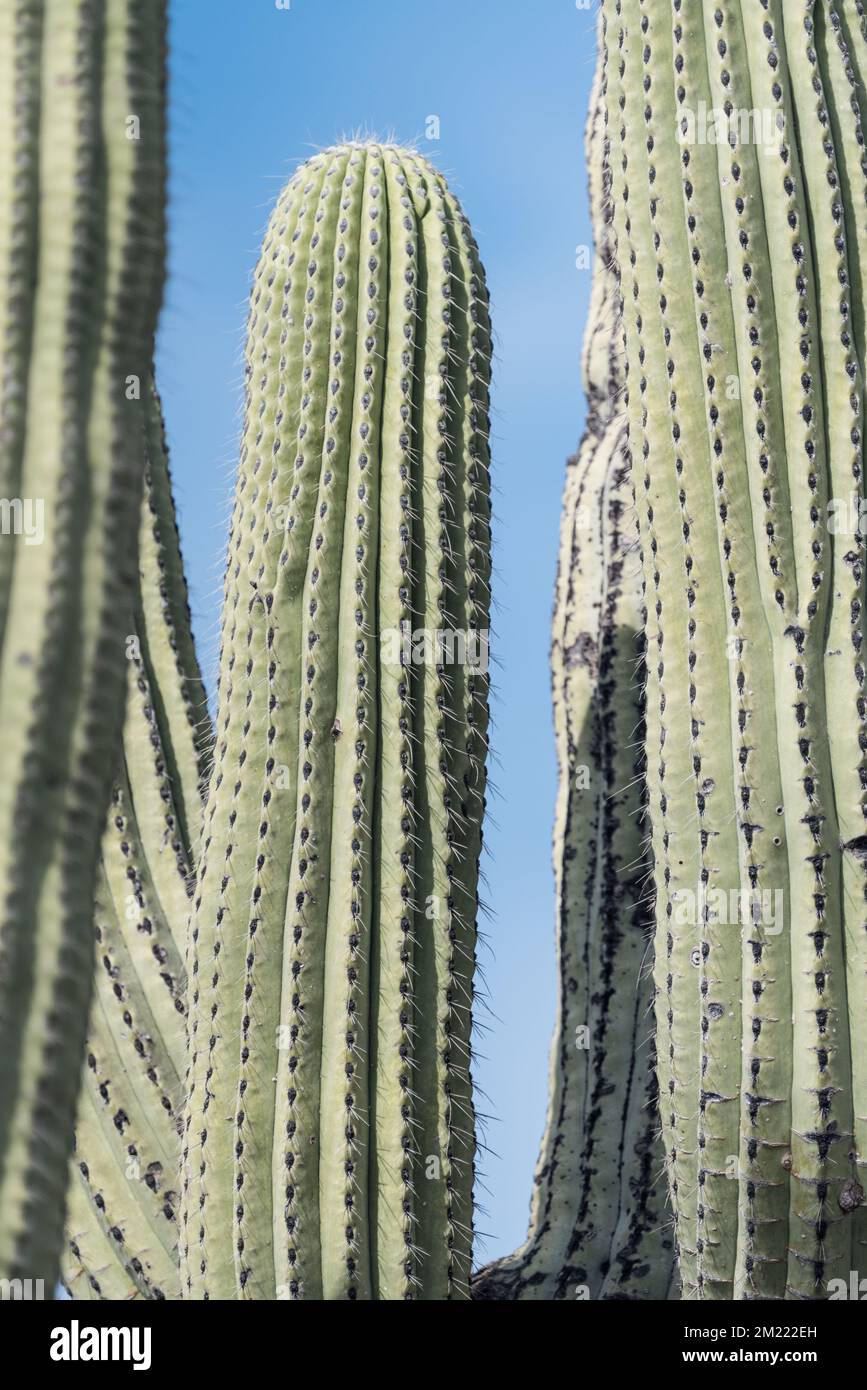 columnar cactus in the Tehuacan-Cuicatlan Biosphere Reserve Stock Photo