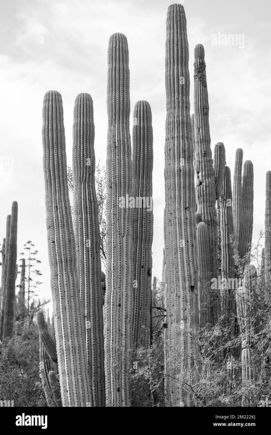 columnar cactus in the Tehuacan-Cuicatlan Biosphere Reserve Stock Photo