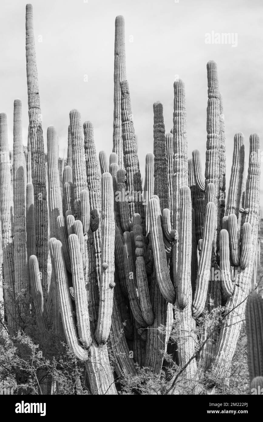 columnar cactus in the Tehuacan-Cuicatlan Biosphere Reserve Stock Photo