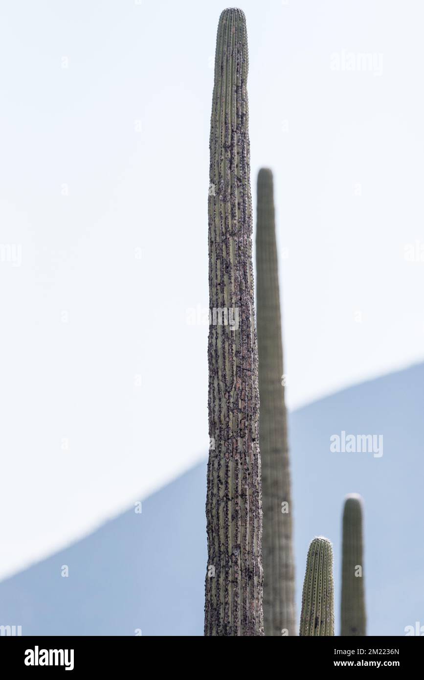 columnar cactus in the Tehuacan-Cuicatlan Biosphere Reserve Stock Photo