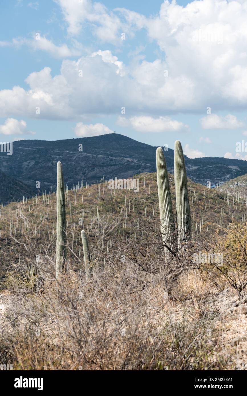 columnar cactus in the Tehuacan-Cuicatlan Biosphere Reserve Stock Photo