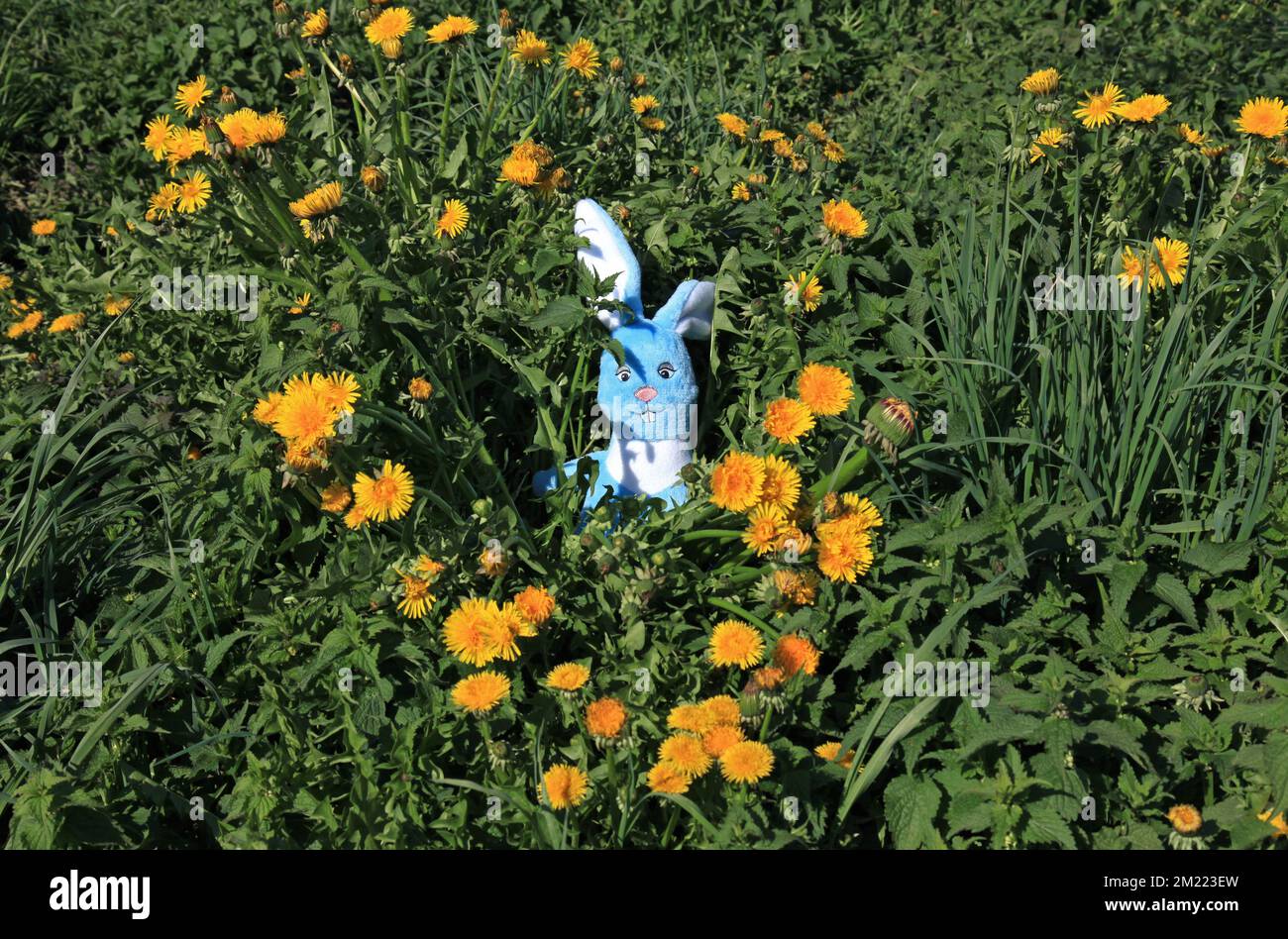 A toy rabbit made of plush in the green grass between dandelions ...