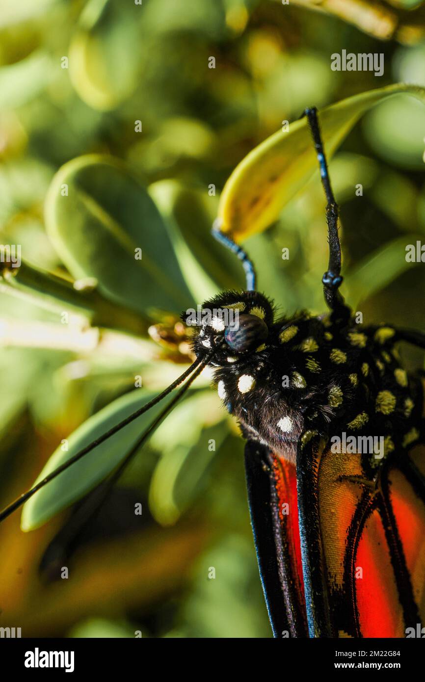 Monarch Butterfly up close Stock Photo - Alamy