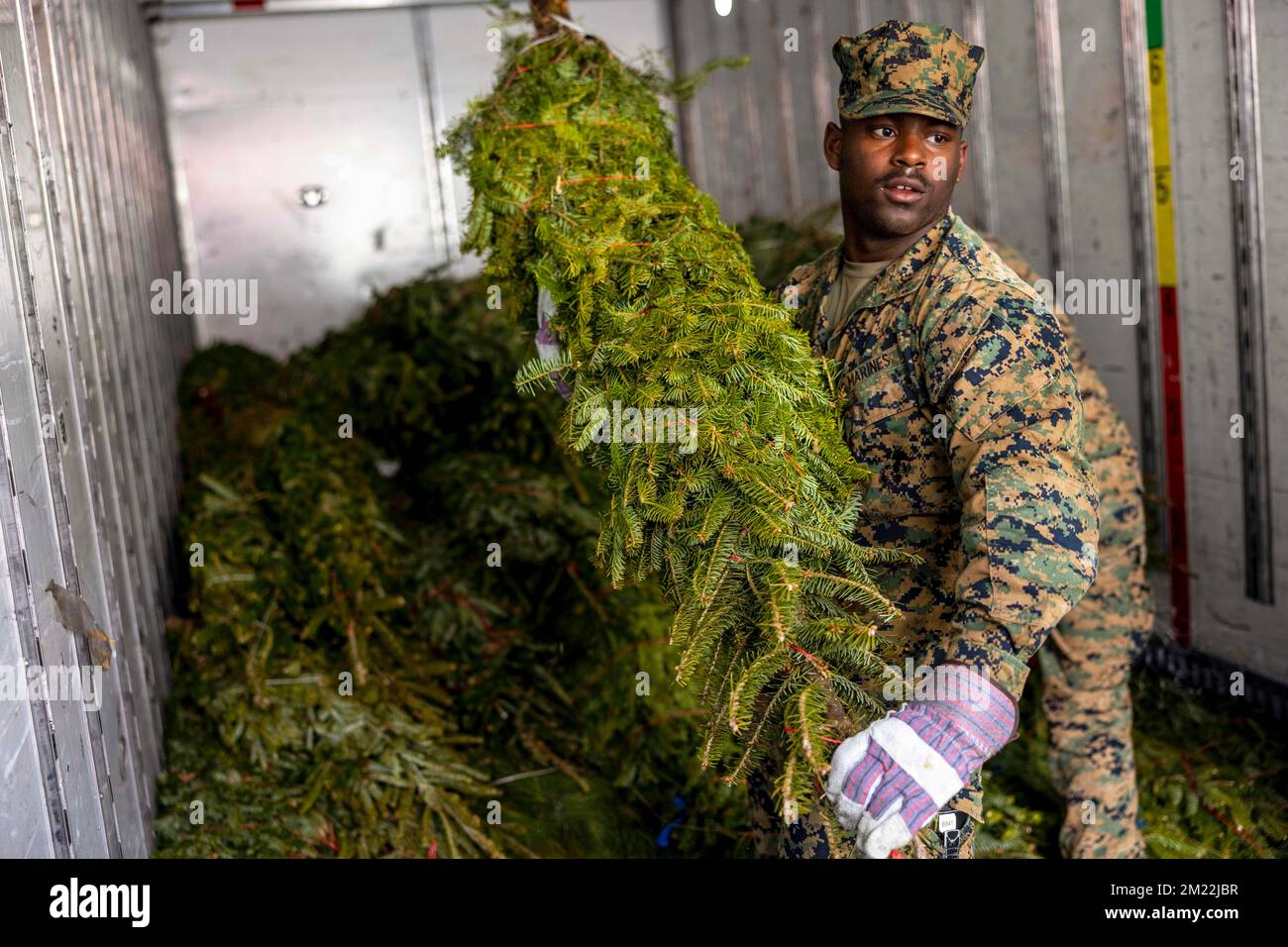 December 2, 2022 - Marine Corps Air Station Cherry, North Carolina, USA - U.S. Marine Corps Lance Cpl. Joshua Henry, a aircraft and rescue Marine with Headquarters and Headquarters Squadron, Marine Corps Air Station (MCAS) Cherry Point, unloads Christmas trees from the truck during Trees for Troops at MCAS Cherry Point, North Carolina, December. 2, 2022. Trees for Troops provides free, farm-grown Christmas trees to service members in all branches of the military. MCAS Cherry Point has been included in the Trees for Troops Program for 14 years to show appreciation to service members away from Stock Photo