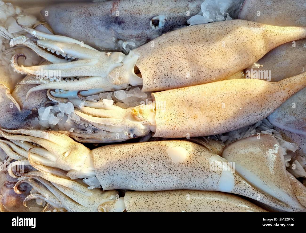 A top view of fresh Calamari tubes, frozen on ice, on a Greek seafood