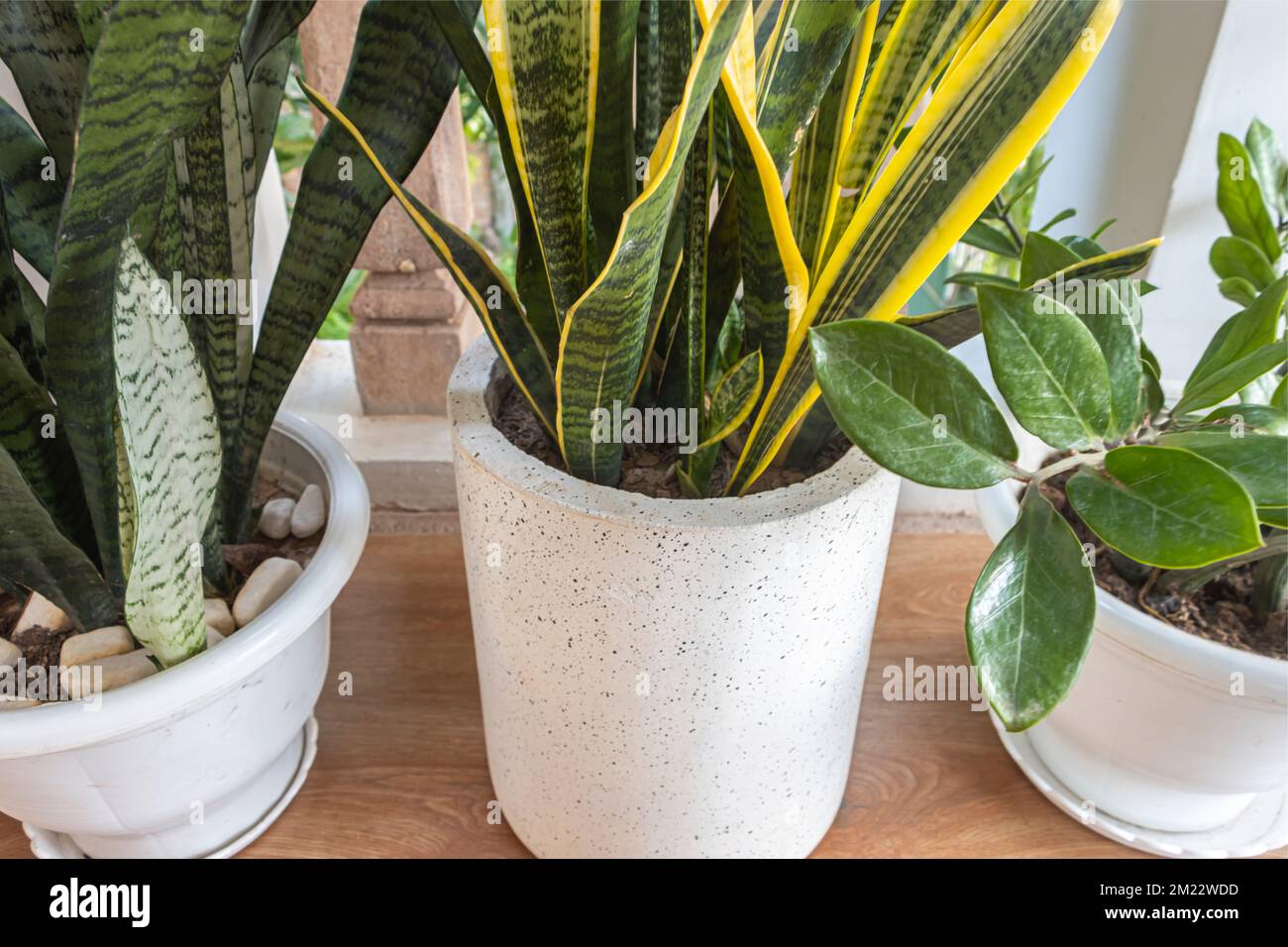 Succulents. Sansevieria Green, Sansevieria yellow, (other names Snake