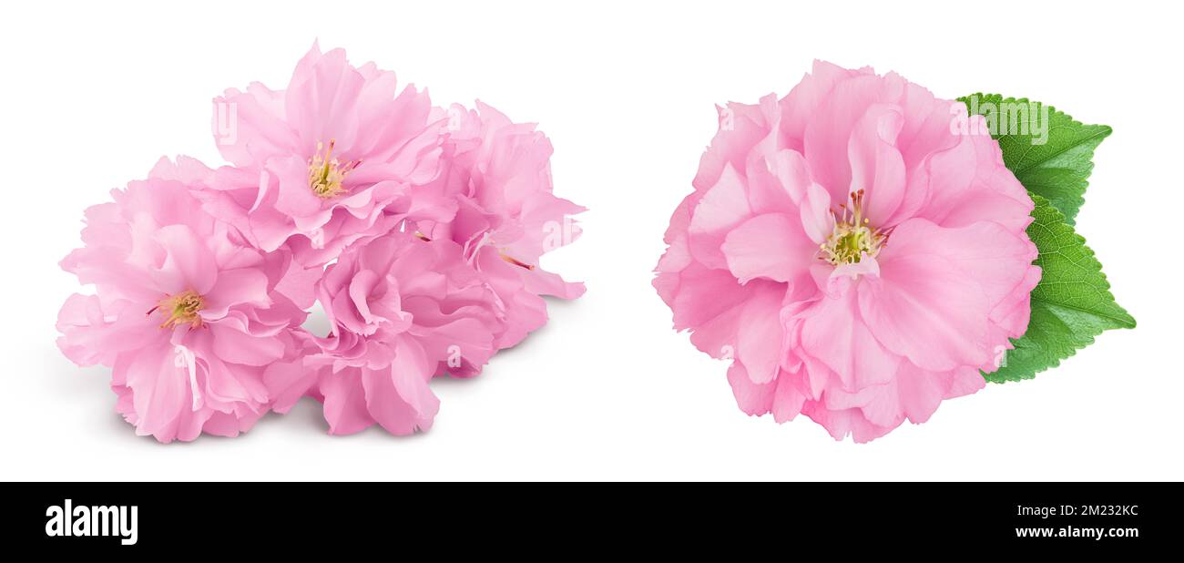 Sakura flower cherry blossom isolated on white background with full ...