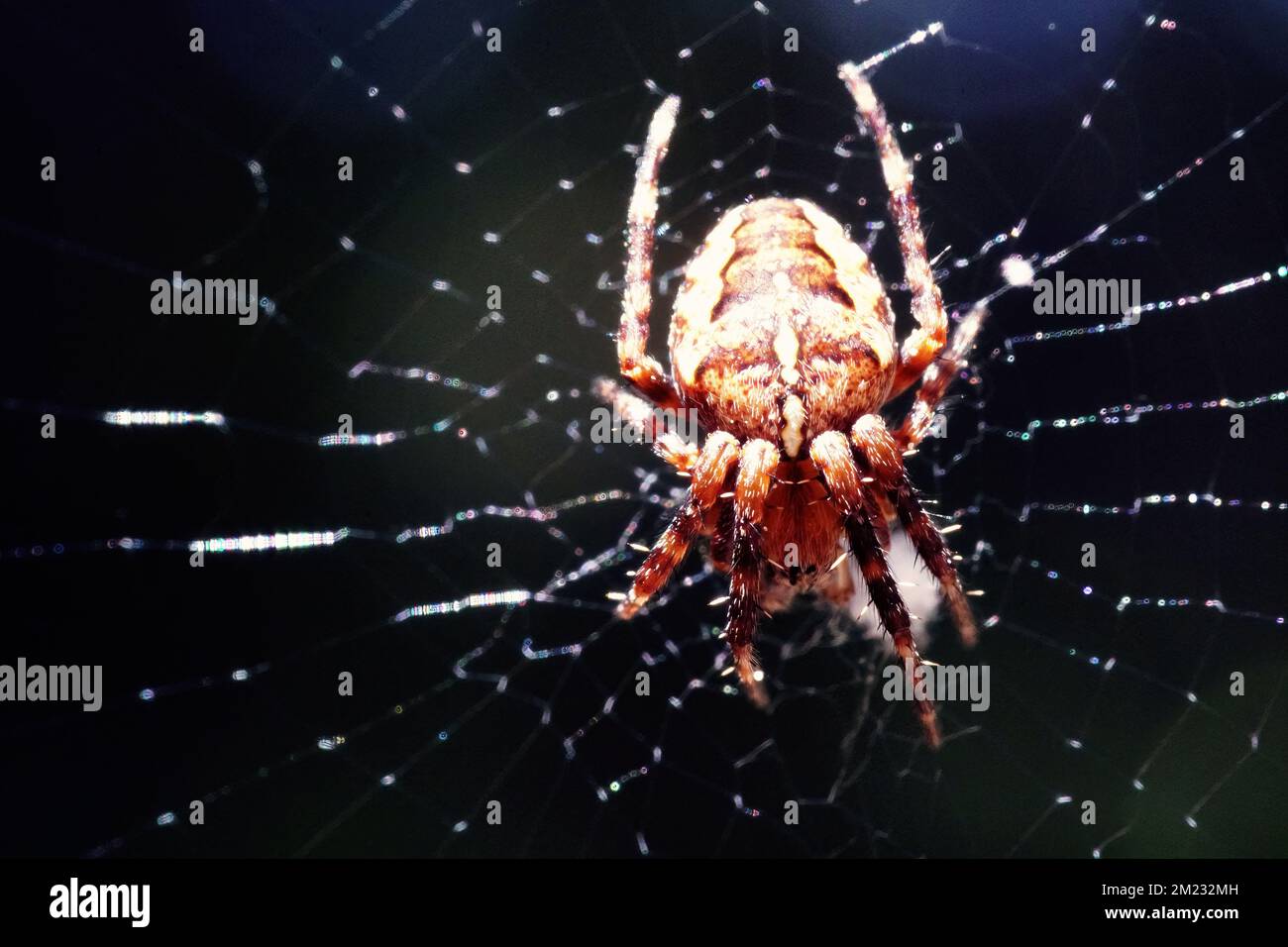 Orange coloured Spider in the net on a black background Stock Photo