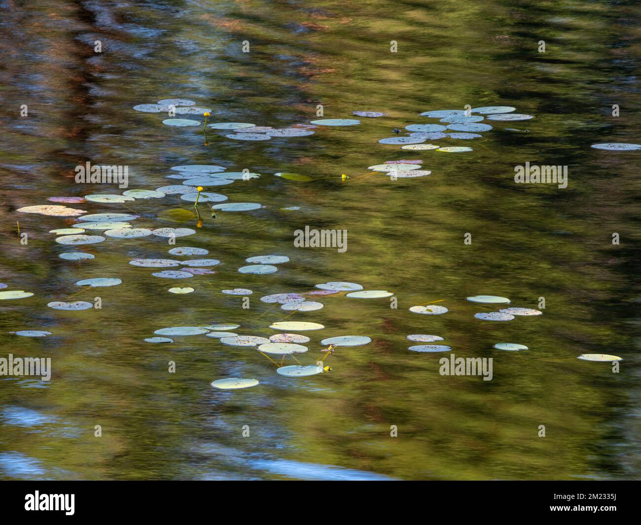 Nature background. Water lilies and Lily pads in river Stock Photo - Alamy