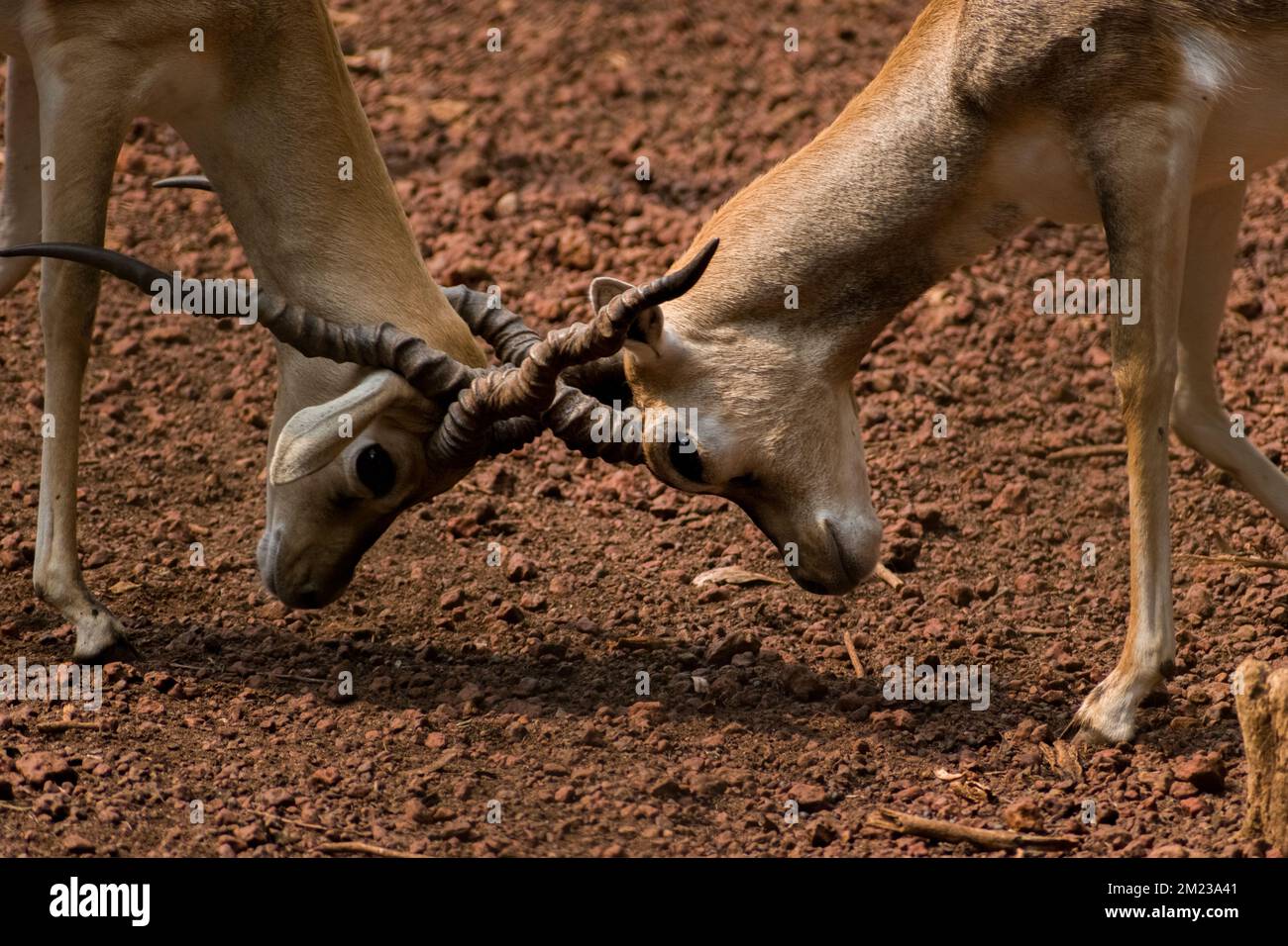 Two Blackbucks fighting by horns on dity ground Stock Photo - Alamy