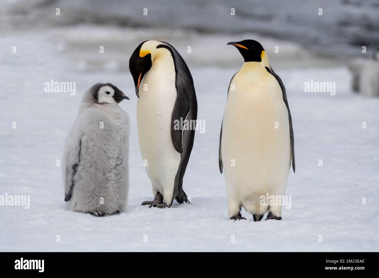 Antarctica, Weddell Sea, Snow Hill Island, Snow Hill colony. Emperor penguin (Aptenodytes fosteri) Stock Photo