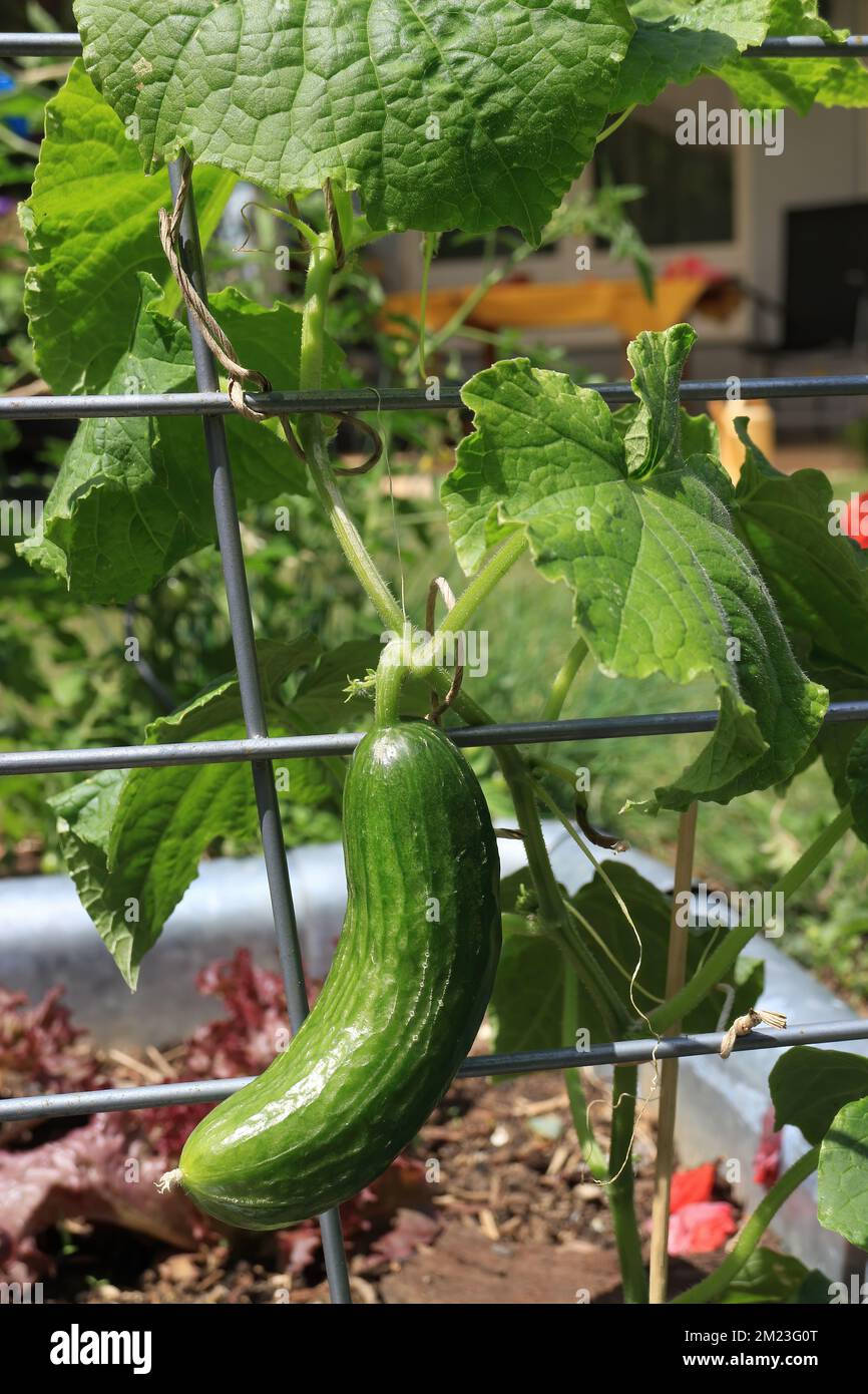 Fresh ripe cucumber homegrown in the garden Stock Photo Alamy