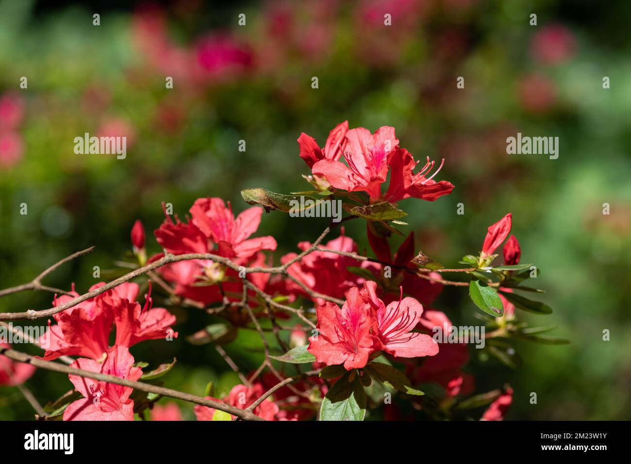 Close up of red early azalea (rhododendron prinophyllum) flowers in bloom Stock Photo