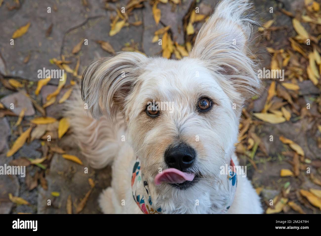 Cute dog, poodle mix, looking at camera with tongue out. Stock Photo