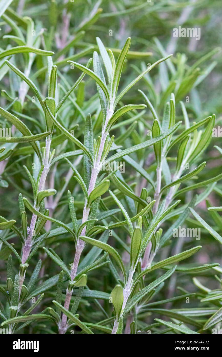 Rosemary (Salvia rosmarinus), herb growing in garden. Stock Photo
