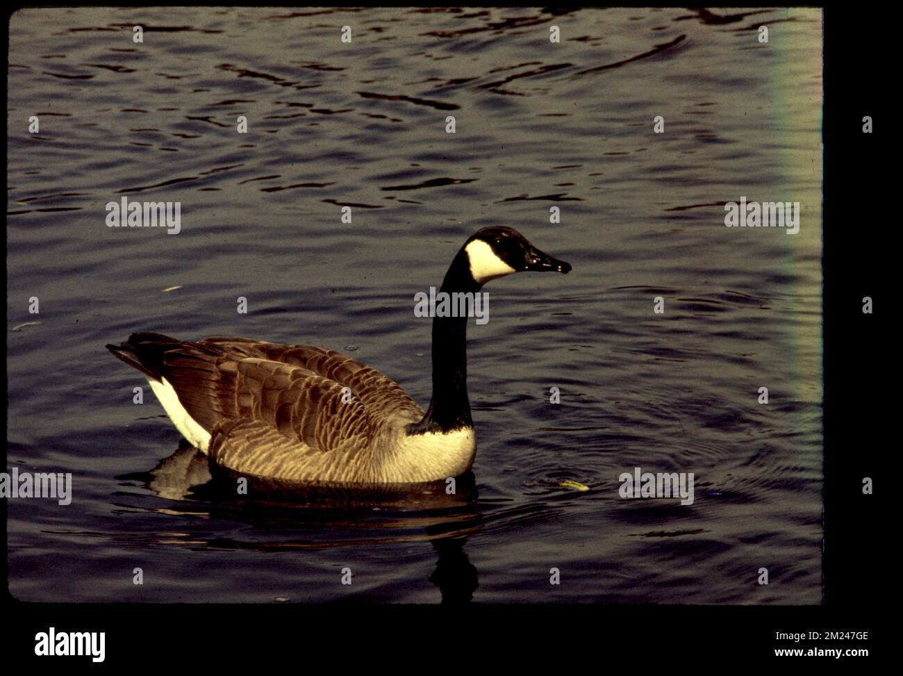 Canadian geese protected area of Charles River branch , State parks & reserves, Rivers, Geese