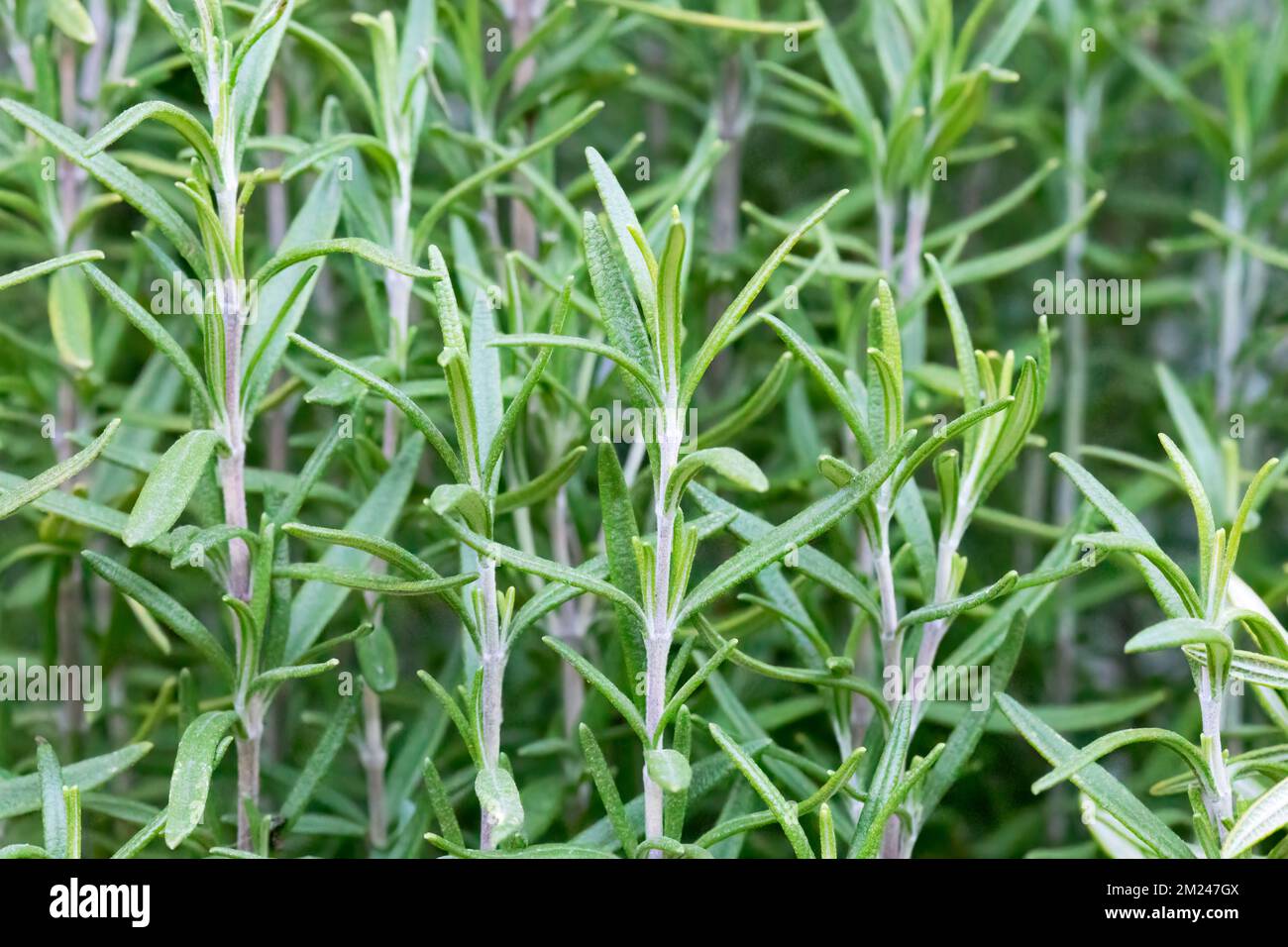Rosemary (Salvia rosmarinus), herb growing in garden. Stock Photo