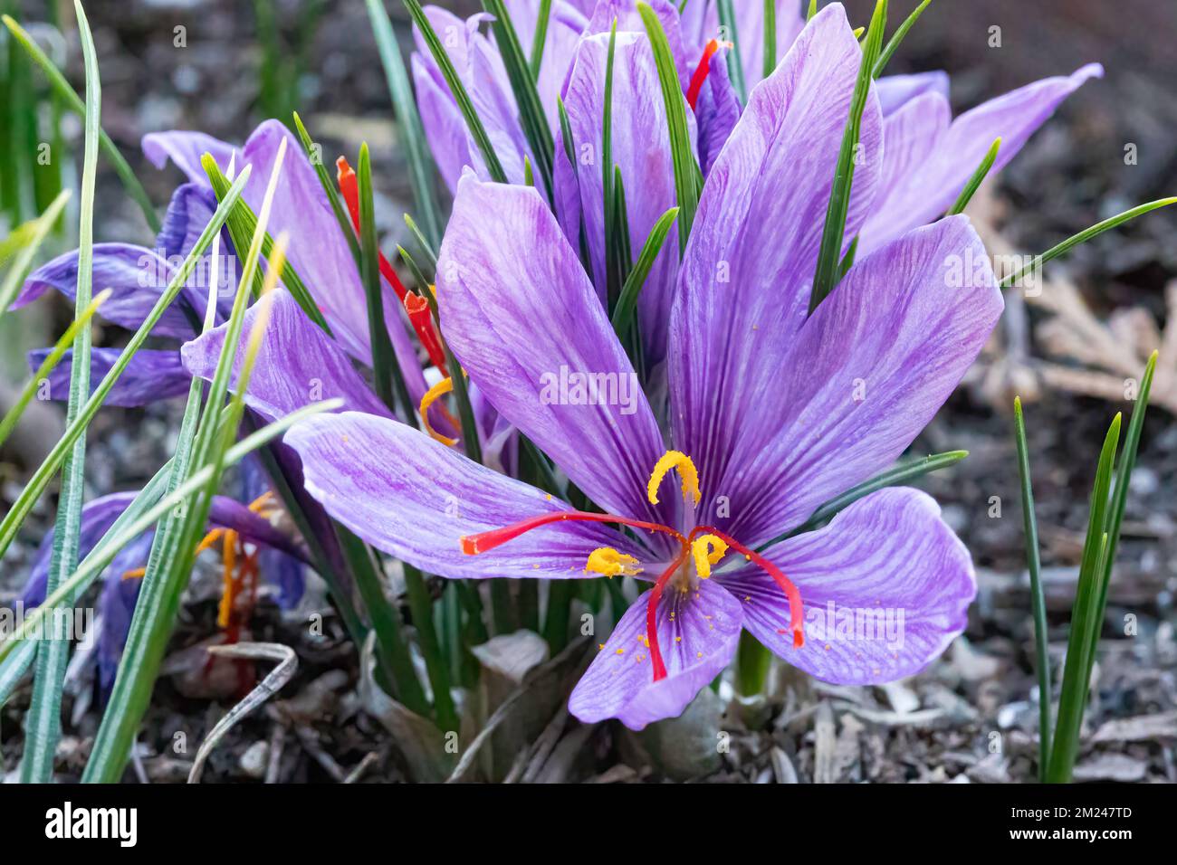 Saffron Crocus (Crocus sativus), AKA: Autumn crocus in bloom. It's stigmas are known as the spice saffron. Stock Photo