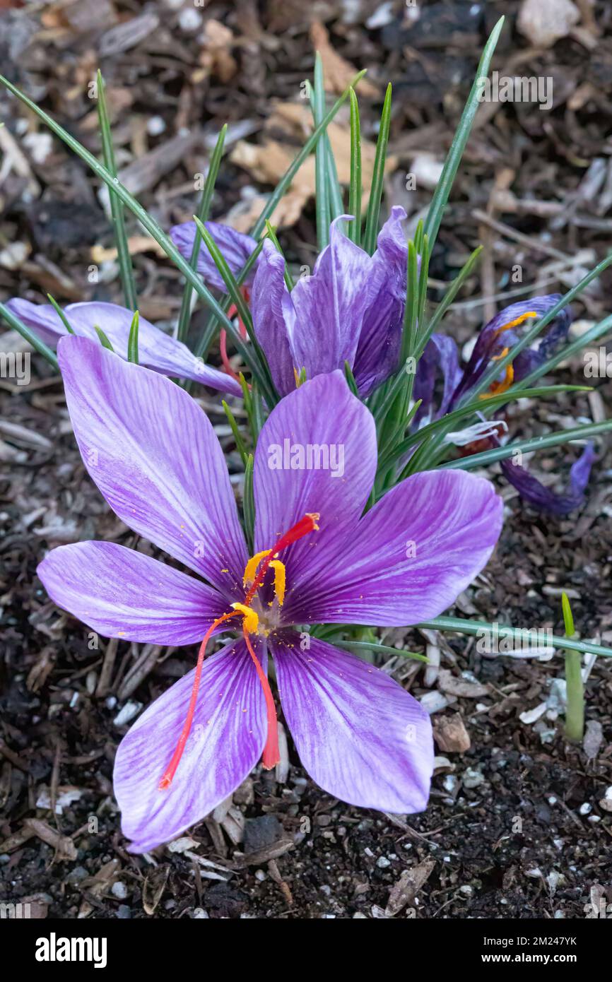 Saffron Crocus (Crocus sativus), AKA Autumn crocus in bloom. Its