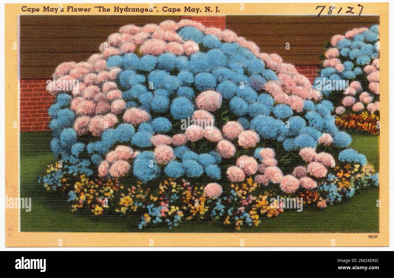 Cape May's flower 'The Hydrangea', Cape May, N. J. , Tichnor Brothers