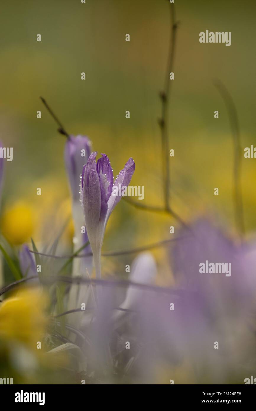 Plants on Earth Stock Photo Alamy