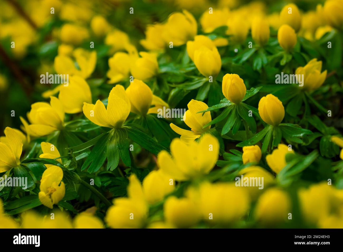 Plants on Earth Stock Photo Alamy