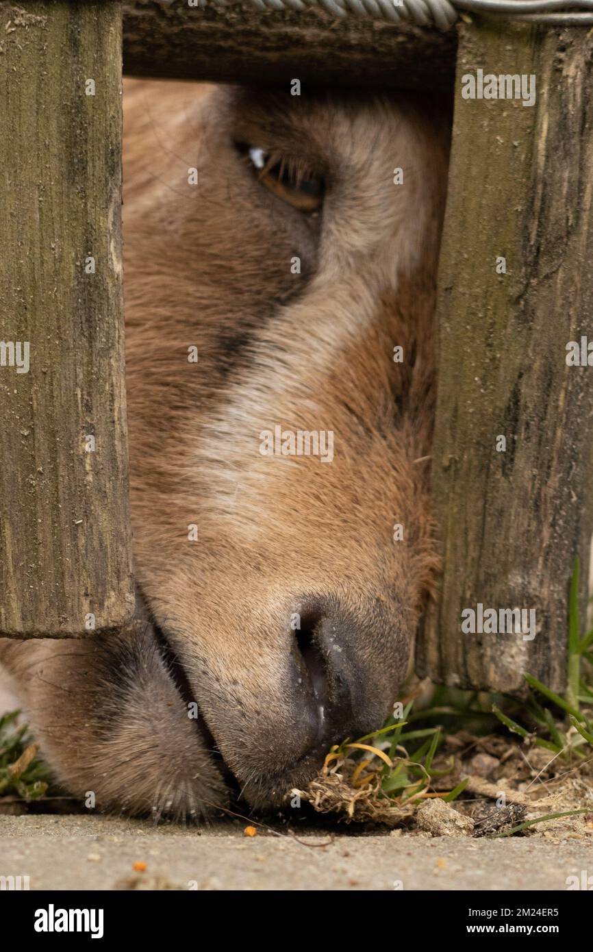 goat needs to eat Stock Photo