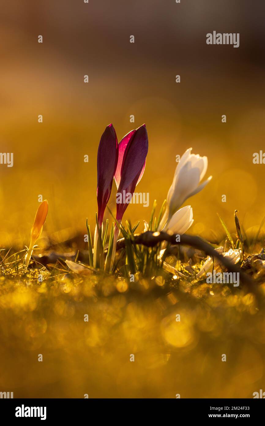 Plants on Earth Stock Photo Alamy