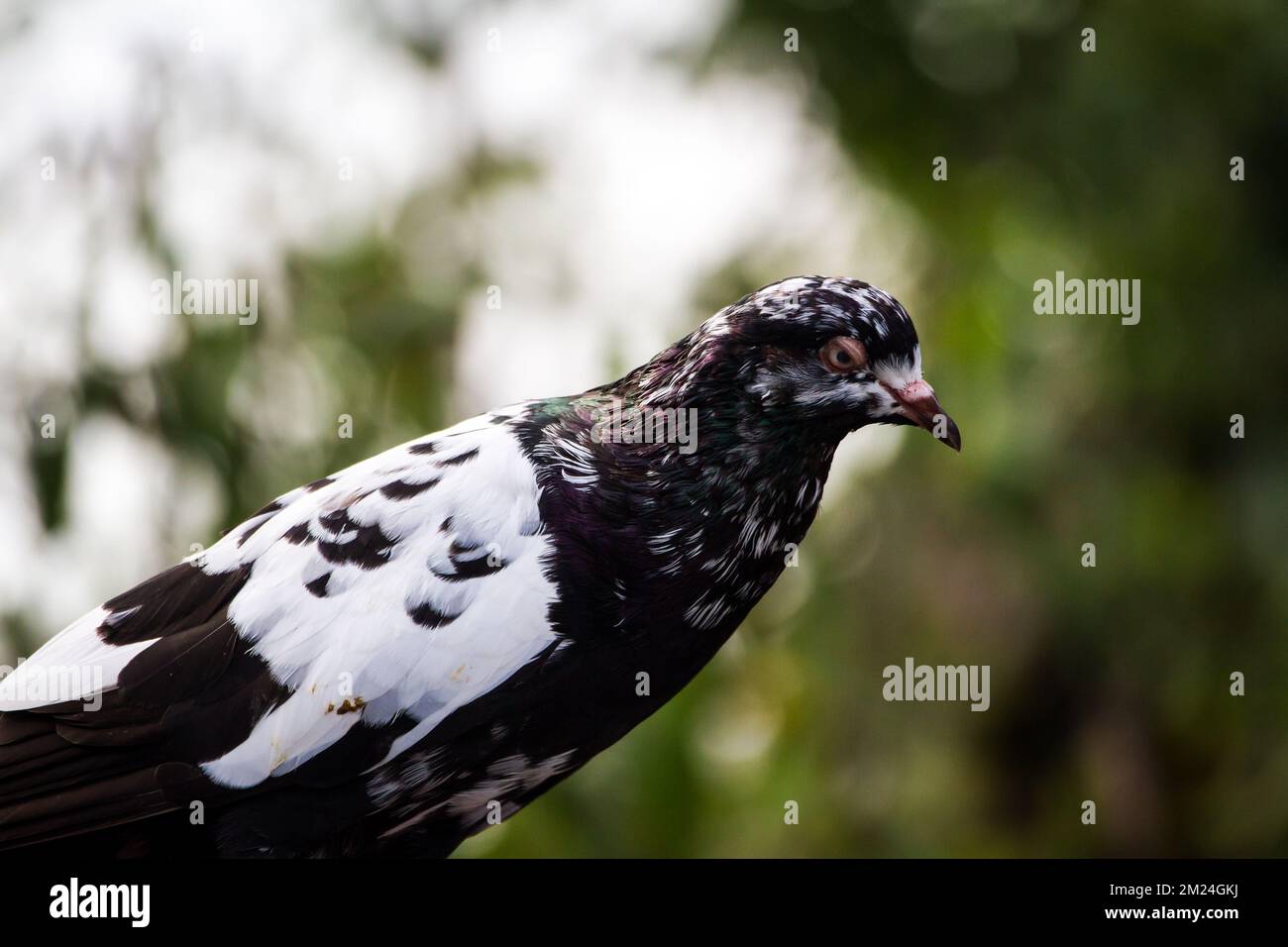 Waldviertler Kröpfer Taube (Waldviertel cropper pigeon), a critically ...