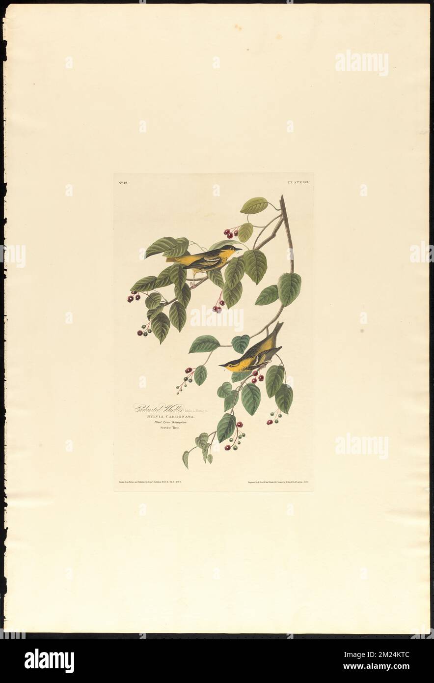 Carbonated warbler : Male, 1. Young, 2. Sylvia carbonata. Plant pyrus botryapium. Service tree. c.2 v.1 plate 60 , Birds, Trees, Berries, Sylvia Birds, Amelanchier. The Birds of America- From Original Drawings by John James Audubon Stock Photo