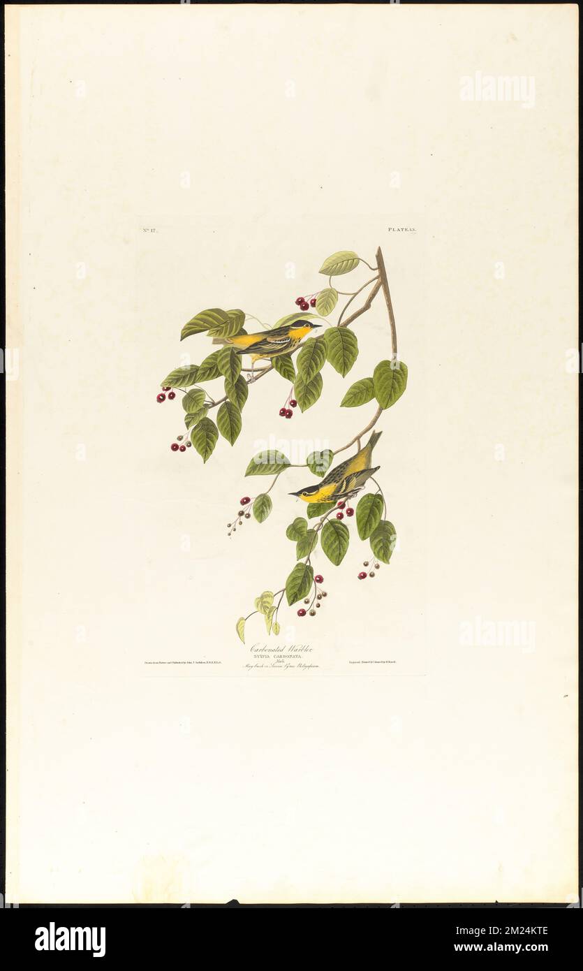 Carbonated warbler : Sylvia carbonata. Male. May-bush or service. Pyrus botryapium. c.1 v.1 plate 60 , Birds, Trees, Berries, Sylvia Birds, Amelanchier. The Birds of America- From Original Drawings by John James Audubon Stock Photo
