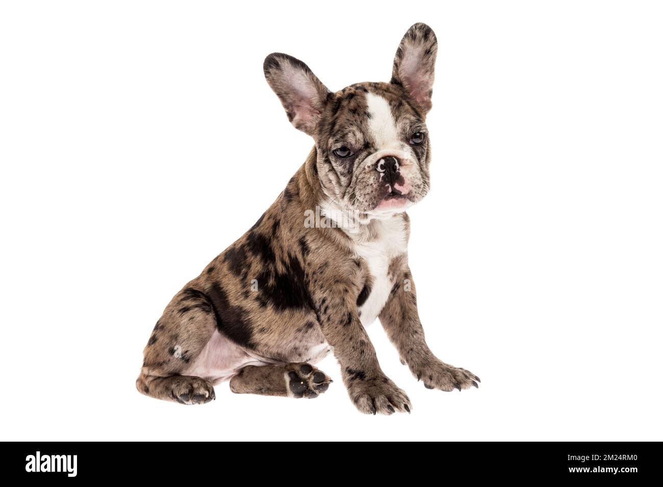 Blue fawn bouledogue francese Immagini senza sfondo e Foto Stock ritagliate  - Alamy