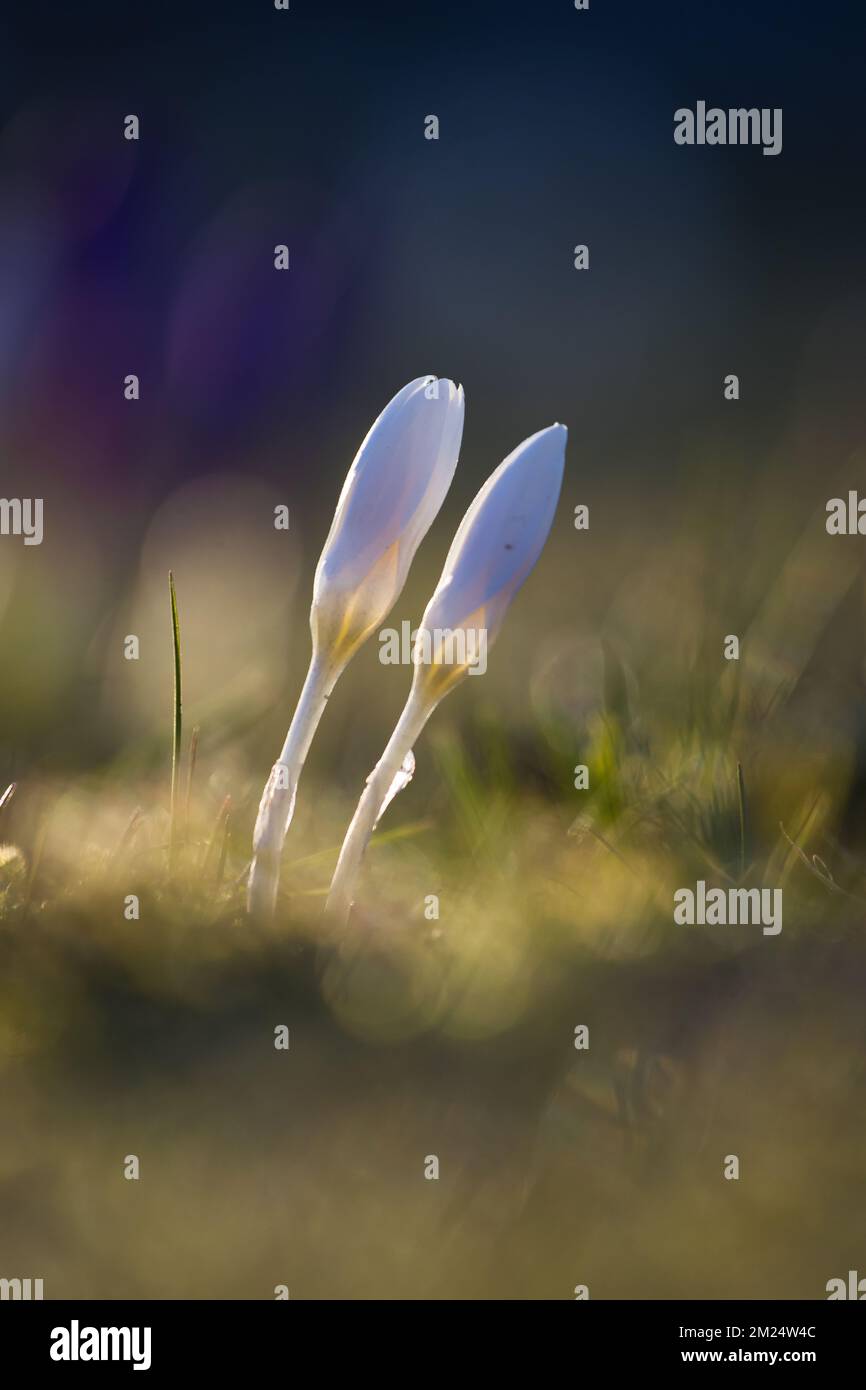 Plants on Earth Stock Photo Alamy