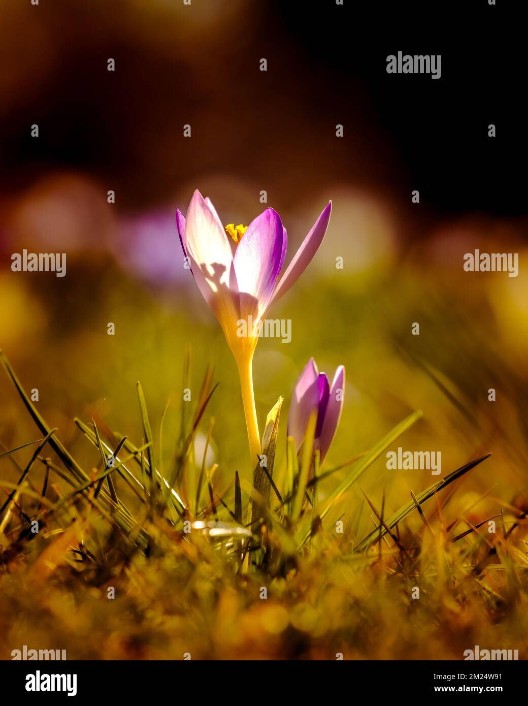 Plants on Earth Stock Photo Alamy