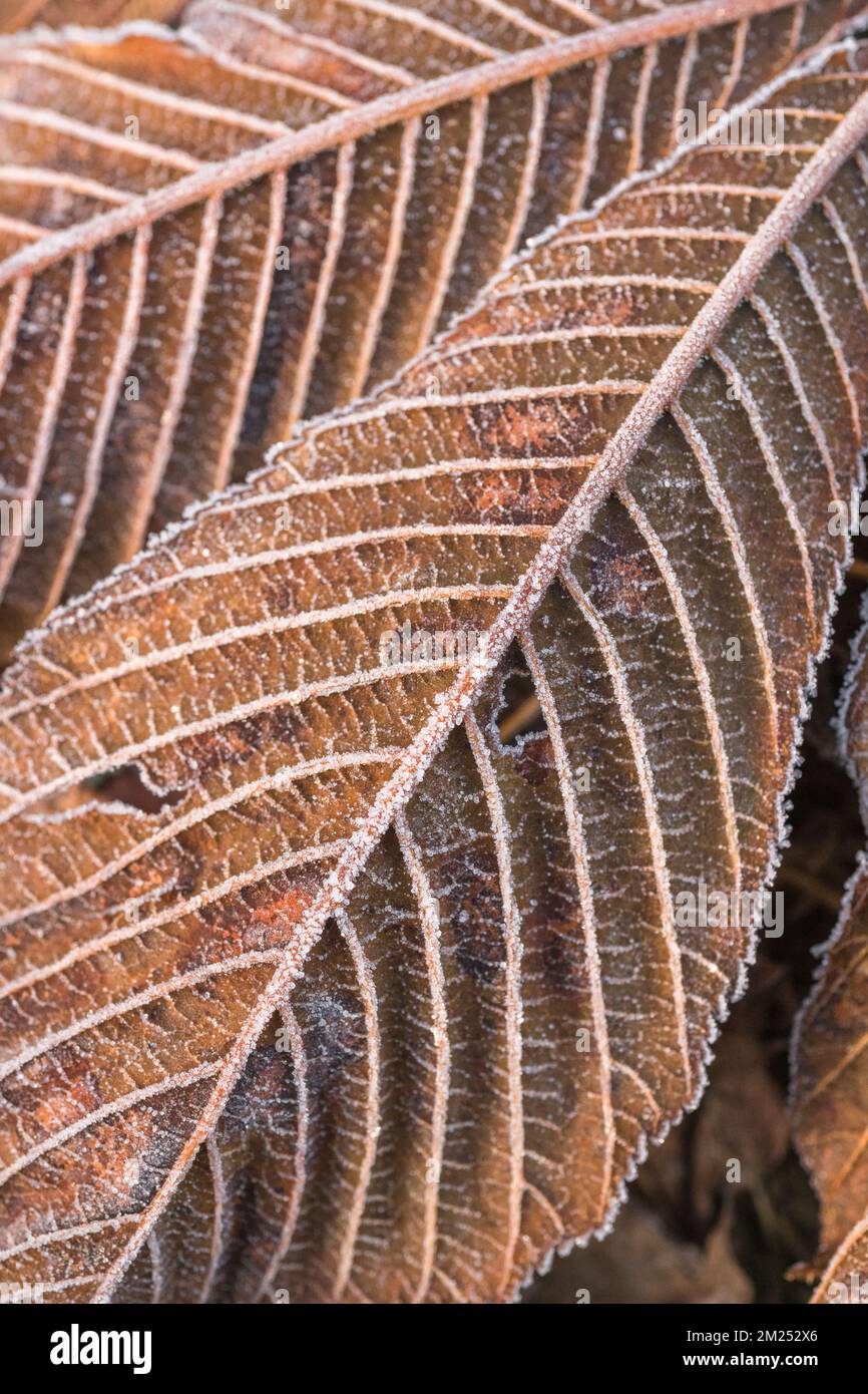 Close-shot of frost covered orange autumnal palmate leaves of Horse Chestnut / Aesculus hippocastanum, once used medicinally. Early rising Autumn sun. Stock Photo