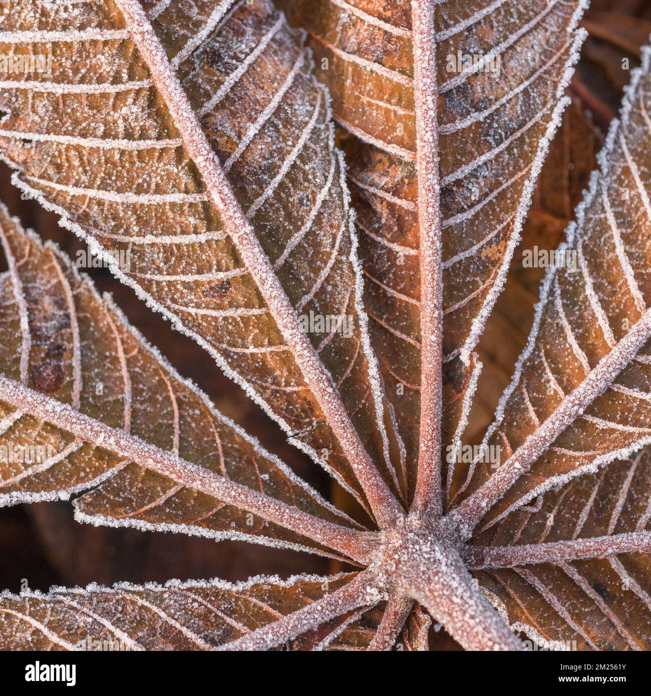 Close-shot of frost covered orange autumnal palmate leaves of Horse Chestnut / Aesculus hippocastanum, once used medicinally. Early rising Autumn sun. Stock Photo