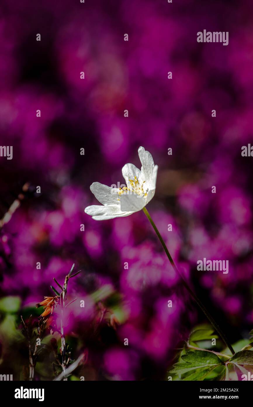 Plants on earth stock photo alamy