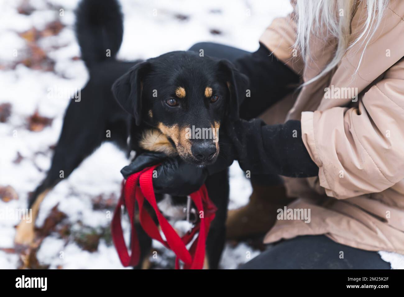 Outdoor portrait of a medium small shelter dog with black and brown coat. Unrecognizable person holding red leash next to its chest. High quality photo Stock Photo