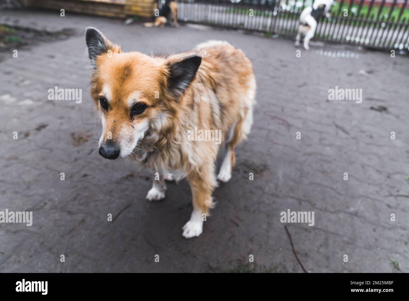 Full-length outdoor portrait of mix-breed female red-coated dog standing outside on gray paving stone. Dog shelter and volunteering concept. High quality photo Stock Photo