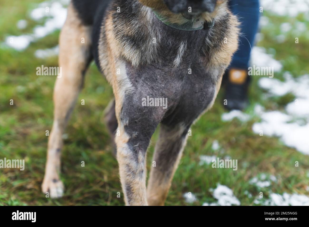 Closeup outdoor shot of front legs and neck of a stray dog with atopic dermatitis. Grass and snow in the background. Health problems and dog shelter. High quality photo Stock Photo
