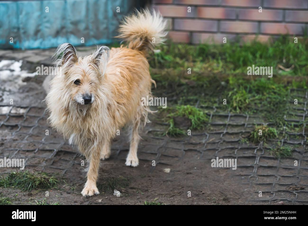 Old long-haired dog without one leg standing outside on his yard covered with ground and grass. Full-lenght outdoor mixed-breed dog at private dog shelter. High quality photo Stock Photo