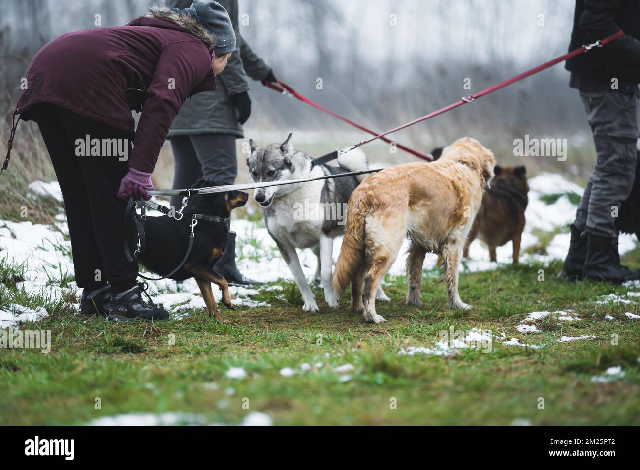 Unrecognizable charity workers walking private shelter dogs on a walk with the use of leash. Outdoor shot. Human and animals. High quality photo Stock Photo