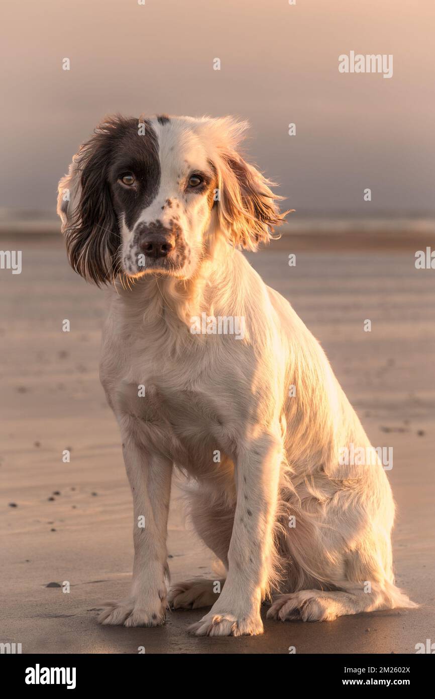 English Springer Spaniel working dog portrait n golden sunlight in wintr. Stock Photo