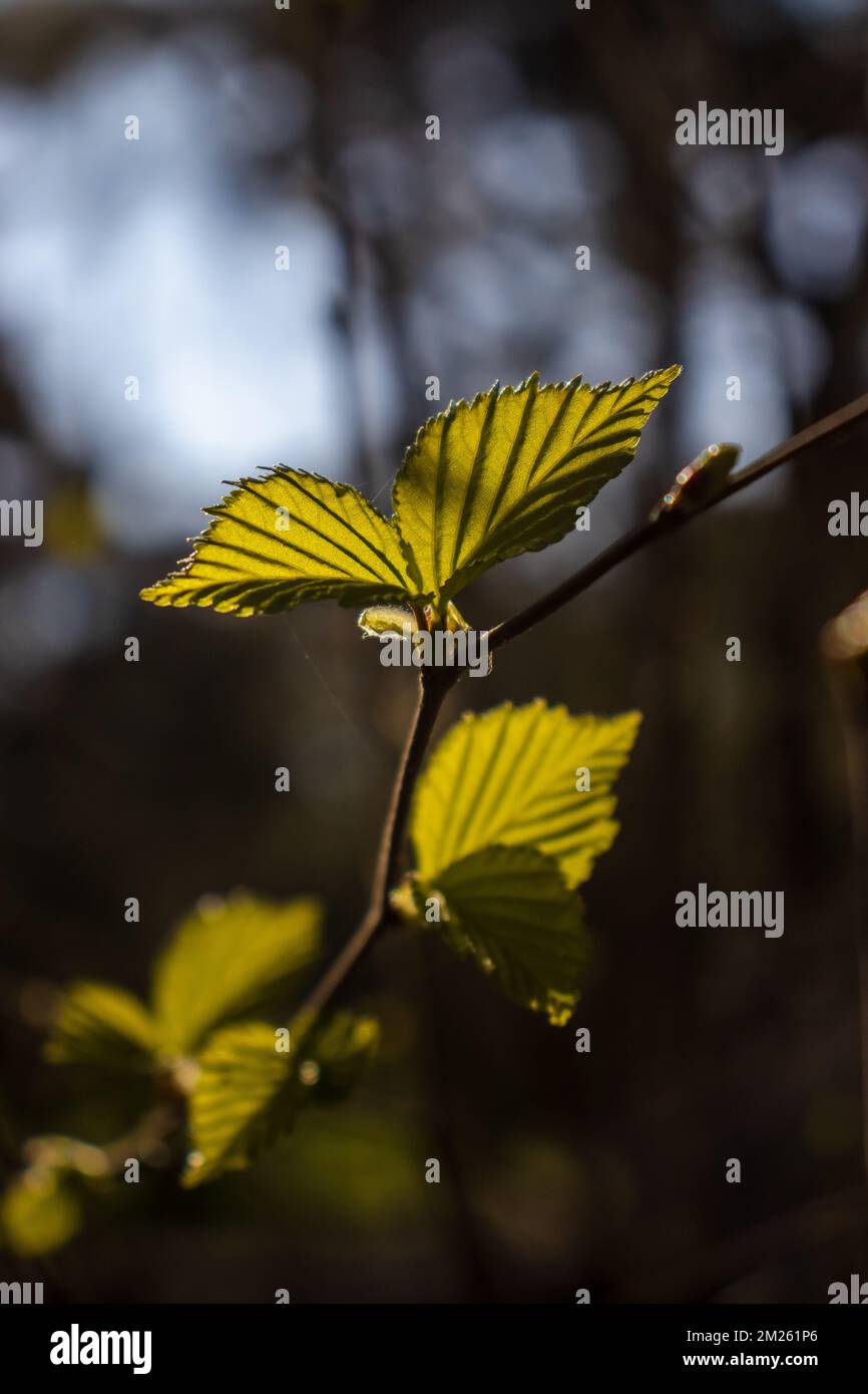 Plants on earth Stock Photo Alamy