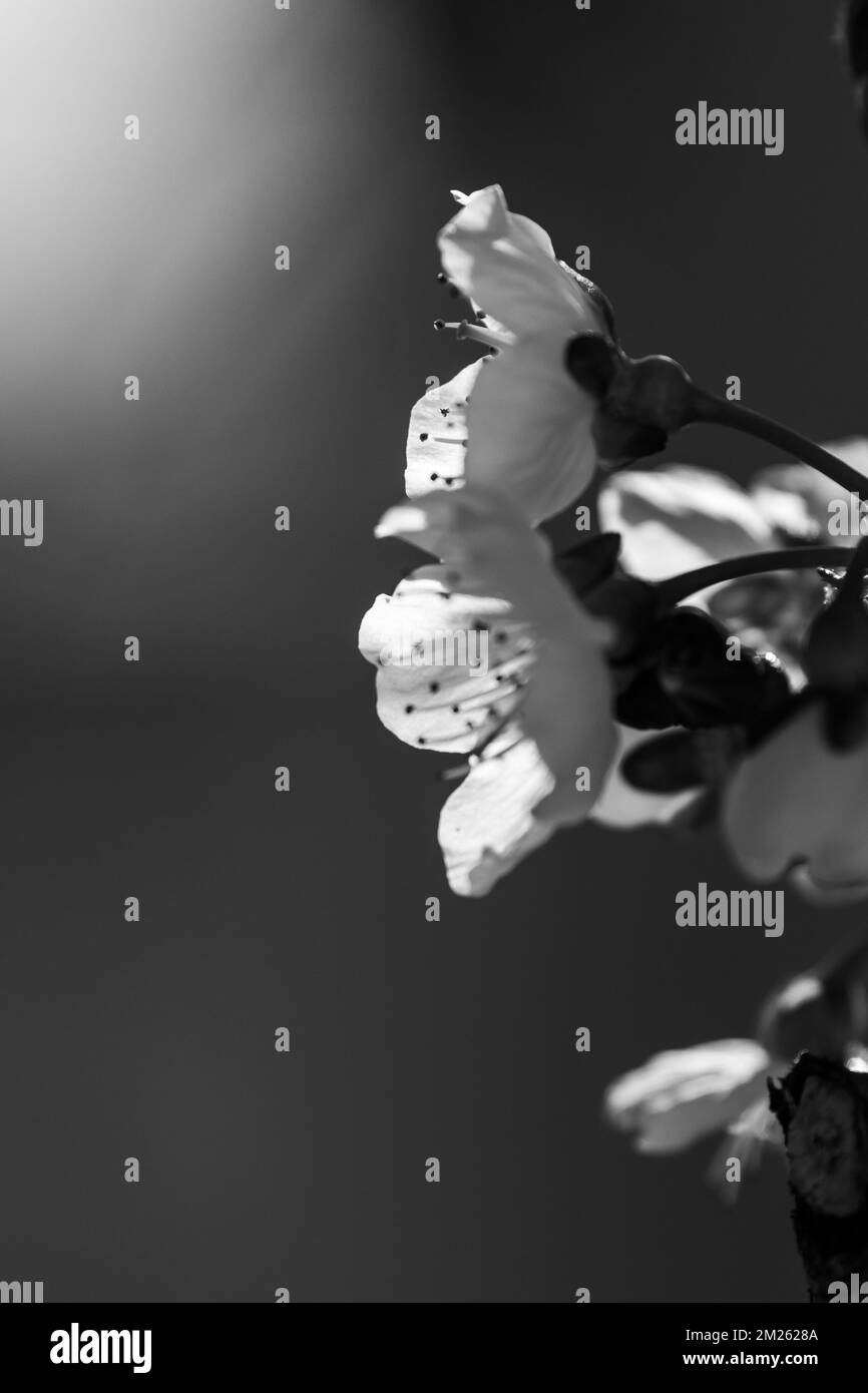 Plants on earth Stock Photo Alamy