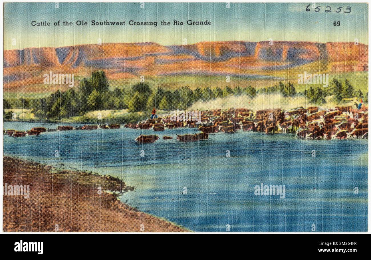 Cattle of the Ole Southwest crossing the Rio Grande , Rivers, Valleys ...