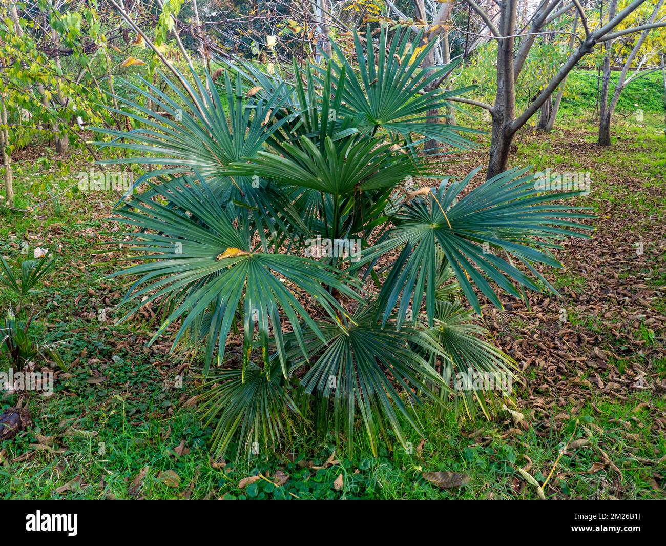 Fan palm. Palm tree in the yard. Southern nature. Kind of palm trees. Bush in the park. Stock Photo
